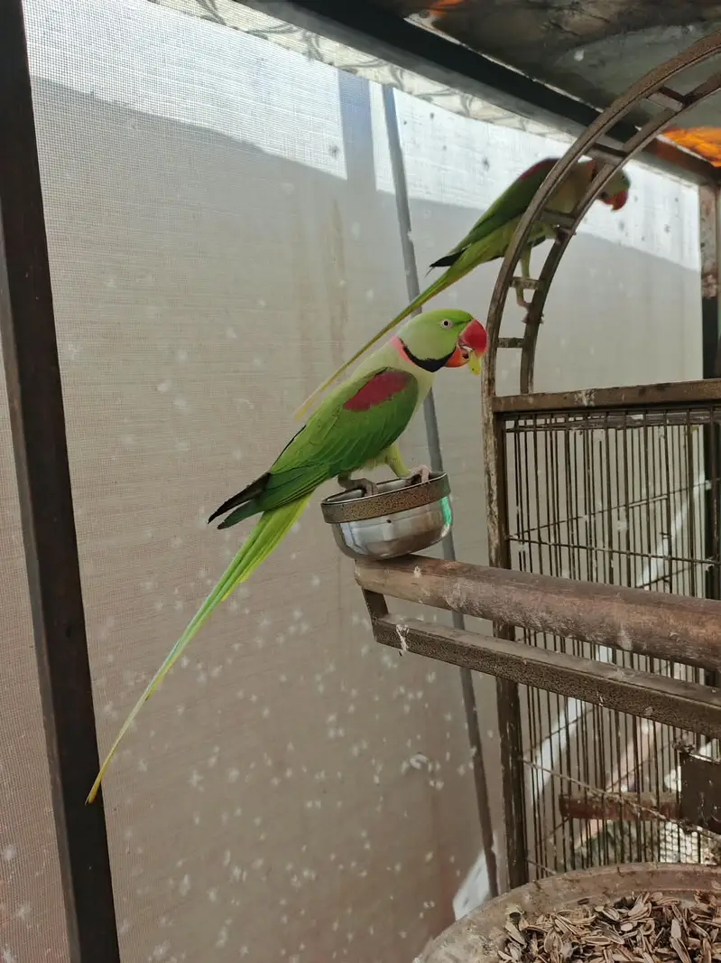 Kashmiri RAW Alexandarine — photo 7