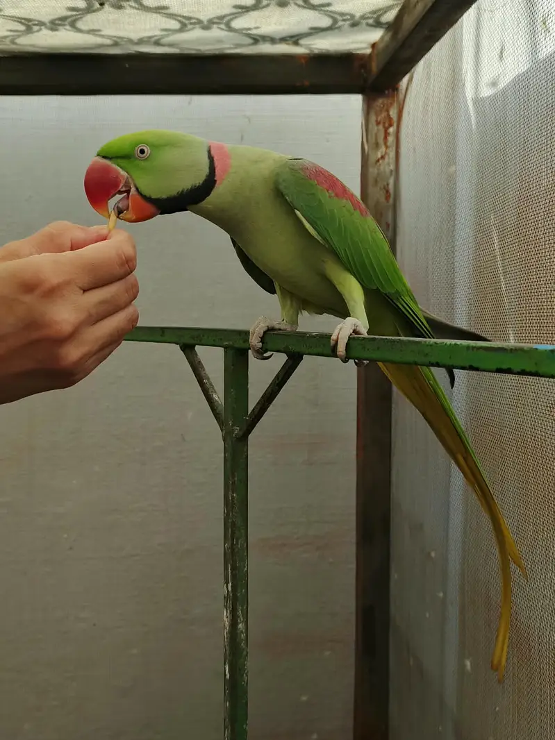 Kashmiri RAW Alexandarine — photo 8