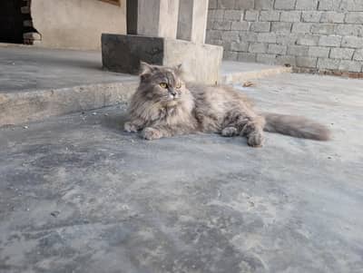 Persian pair