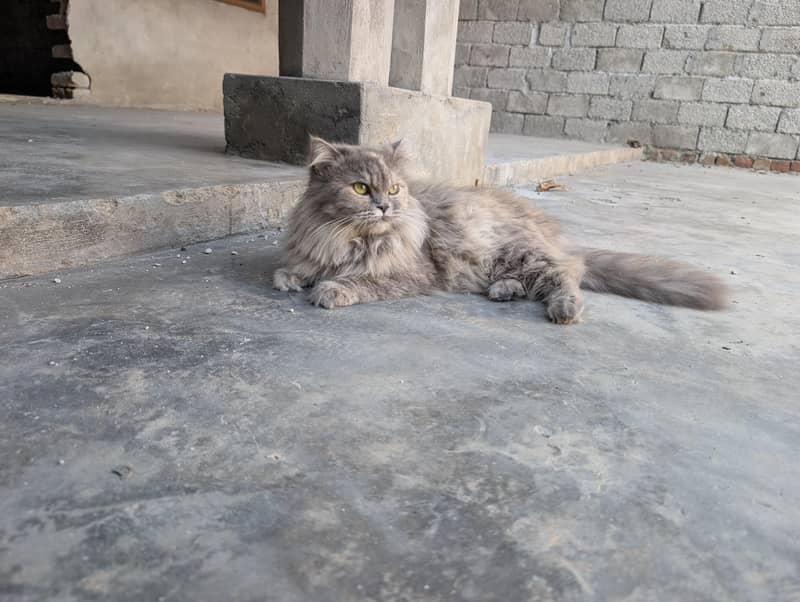 Persian pair 0