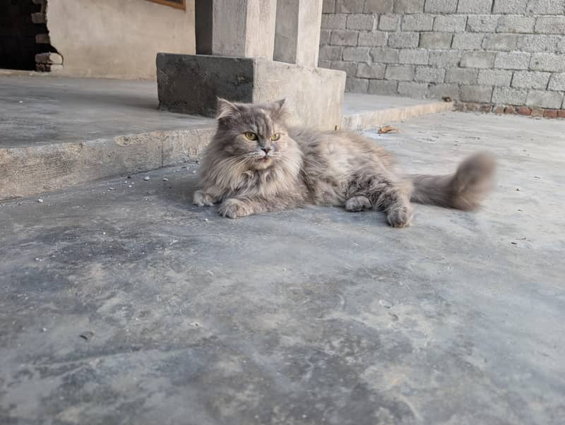 Persian pair 1