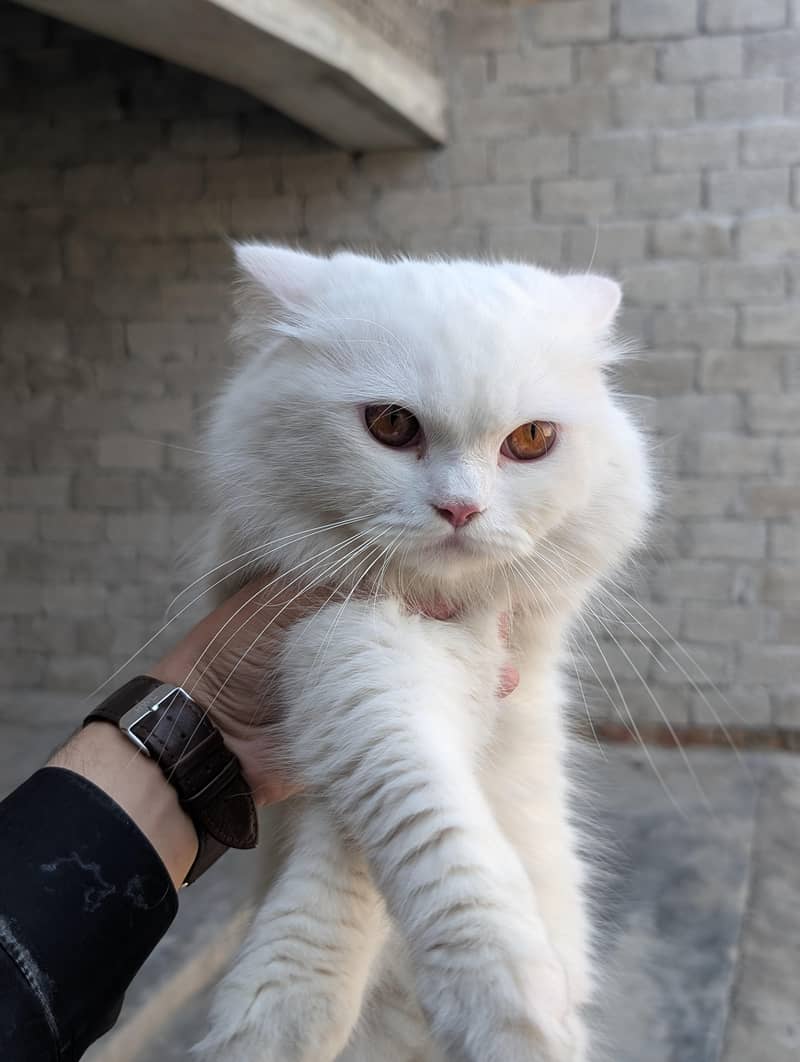 Persian pair 2