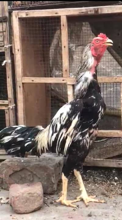 Aseel Male or 1 female or aseel chicks for sale or 2 cages