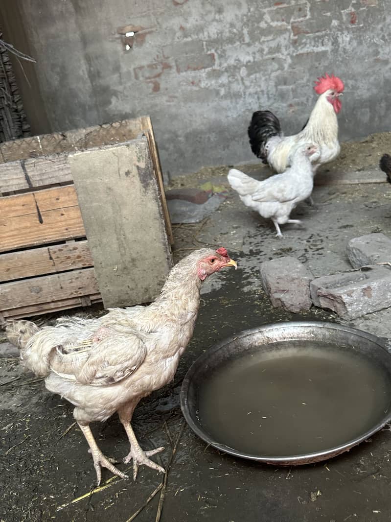 Egg hens laying gurranteee 1