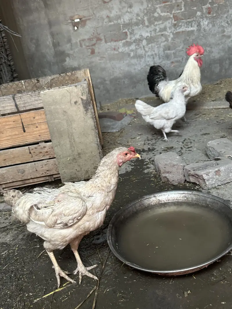 Egg hens laying gurranteee — photo 2