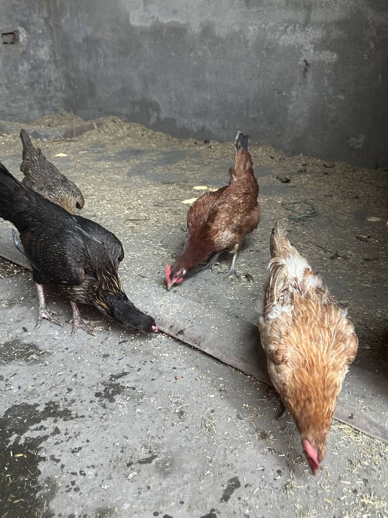 Egg hens laying gurranteee 2