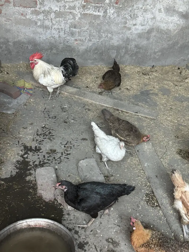 Egg hens laying gurranteee — photo 4