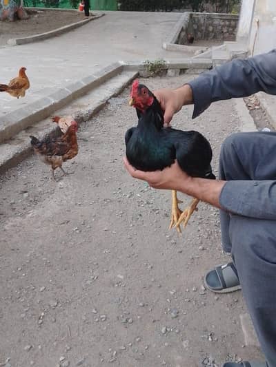 aseel murgha for sell or exchange with dese hen