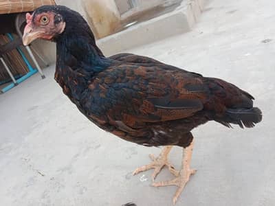 Madi Exchange ke Liye available ha