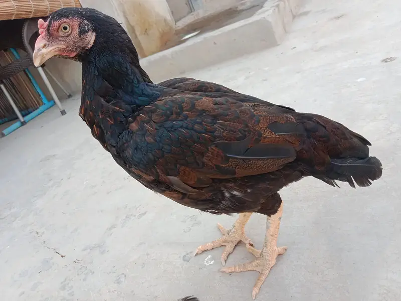Madi Exchange ke Liye available ha — photo 2