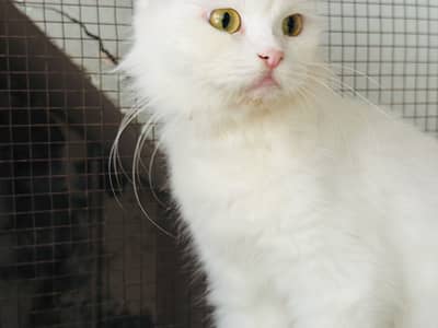 Cat for sale 03000030008