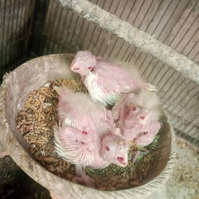 Kashmire male breeder