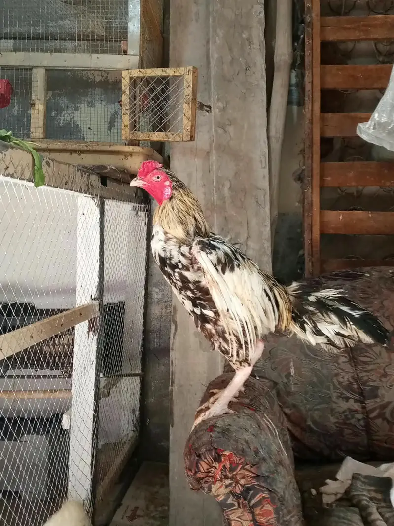 Aseel male — photo 2