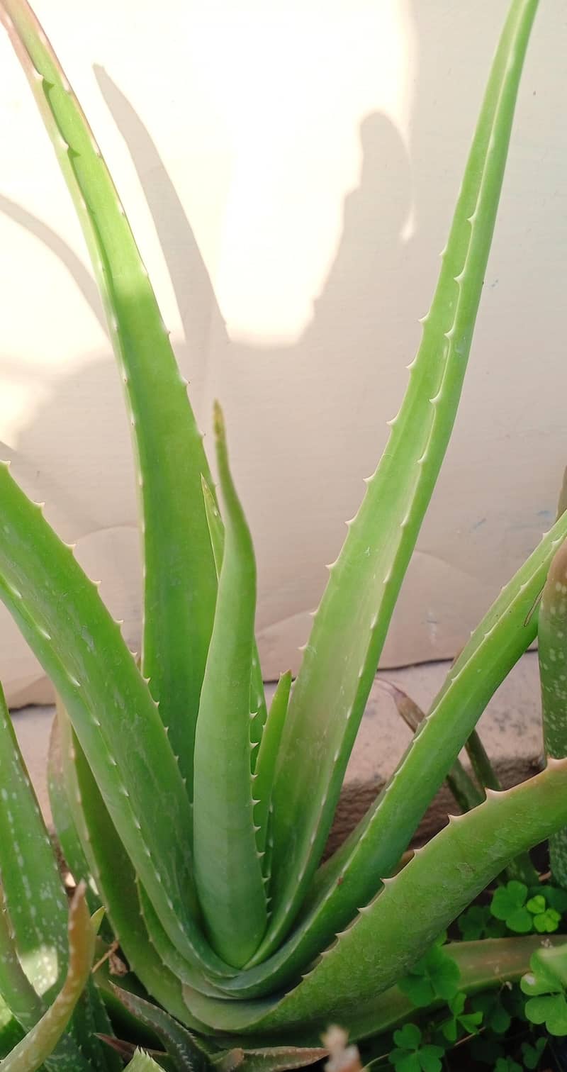 ferch allovera available 2
