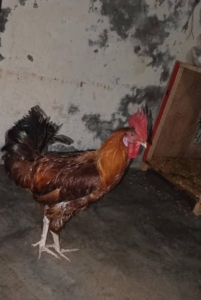 Ghar ka Pala Howa murgha hai or breeder or munasib rate mai