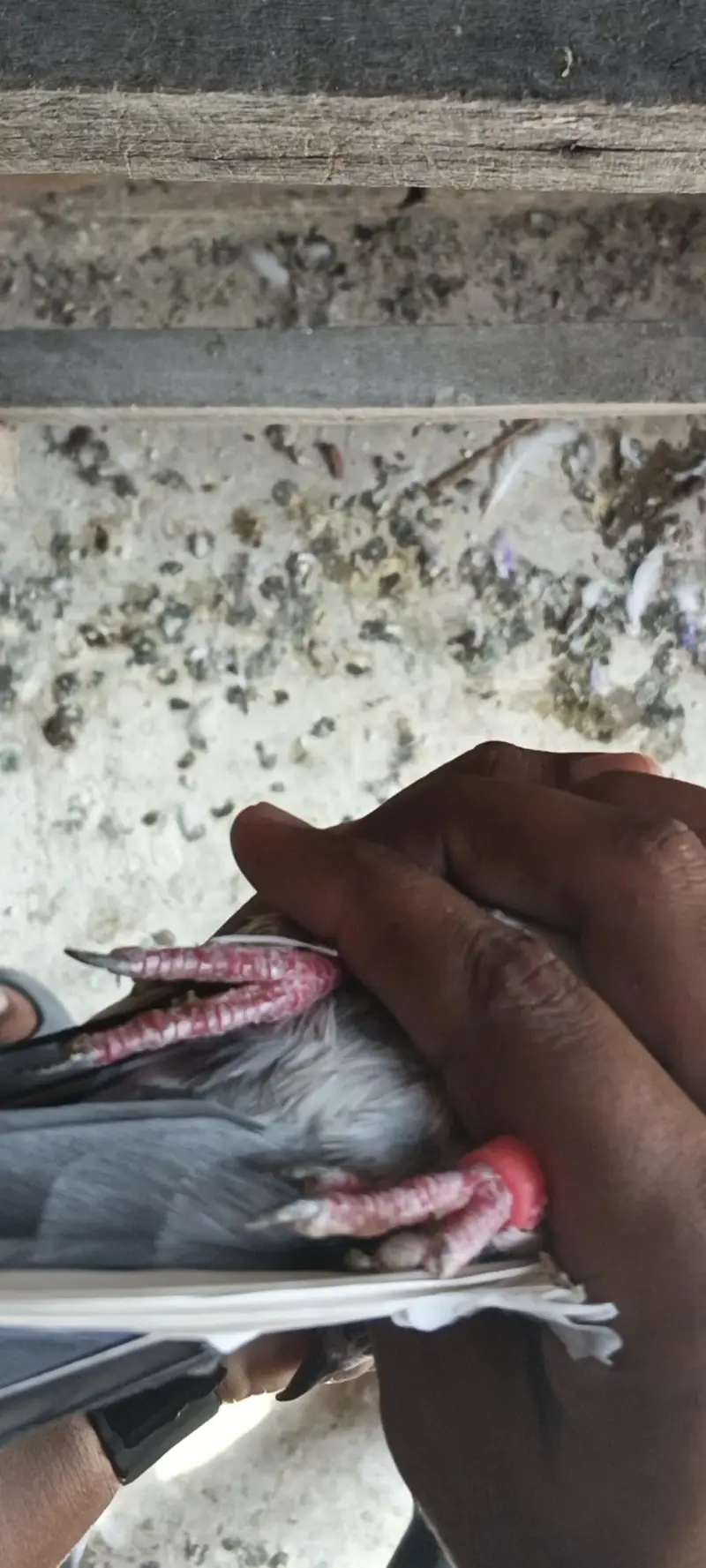 pure teddy pair — photo 4