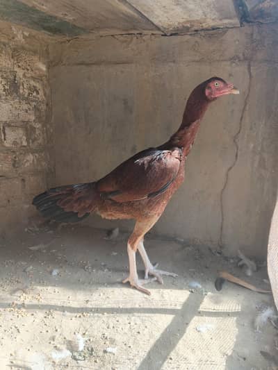 Aseel pathi for sale