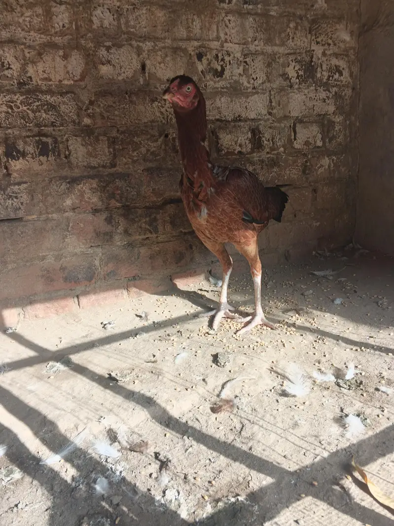 Aseel pathi for sale — photo 3