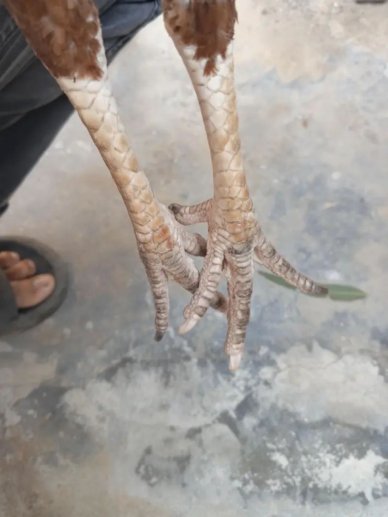 Aseel pathi for sale — photo 4