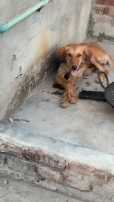 gaddi bitch female age 8/9 month