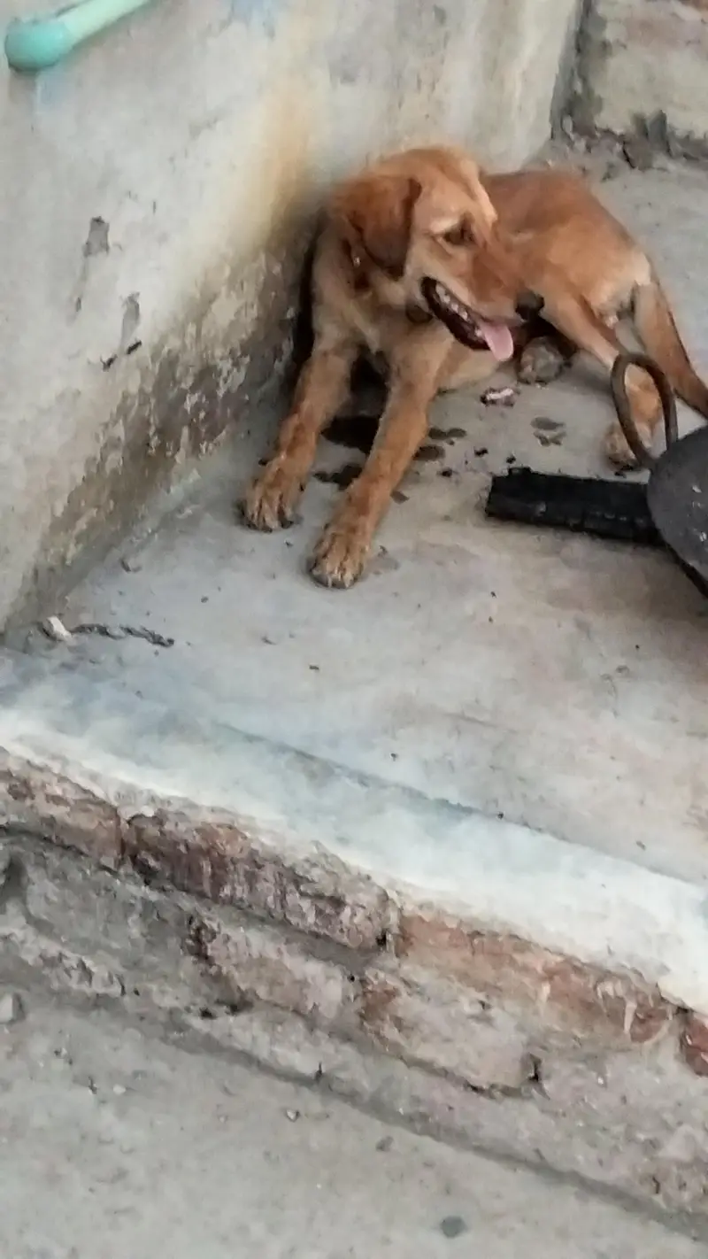 gaddi bitch female age 8/9 month — photo 2