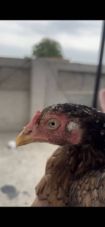 Pure Mianwali Aseel Murghi for Sale - Full Healthy