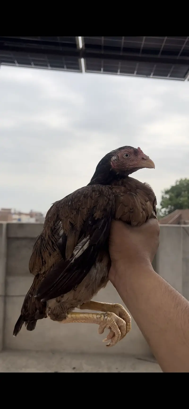 Pure Mianwali Aseel Murghi for Sale - Full Healthy — photo 4