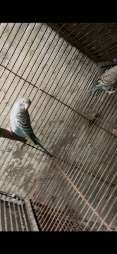 Blackface budgies
