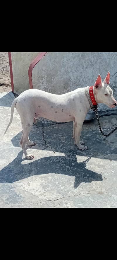 goltar dogs/