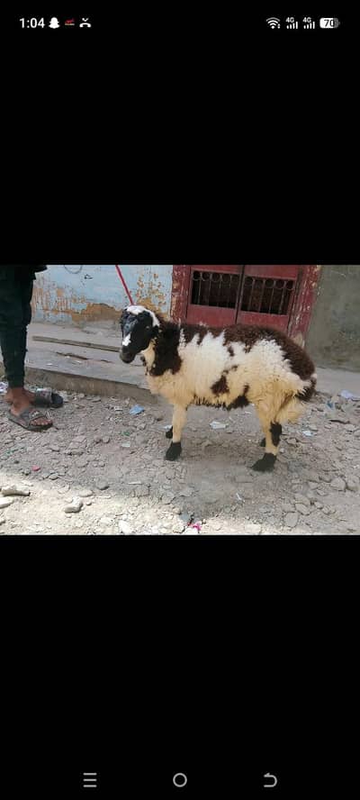 bohat khubsurat dumba he Eid tak bohat acha ban jaeyga mene 3 month ka