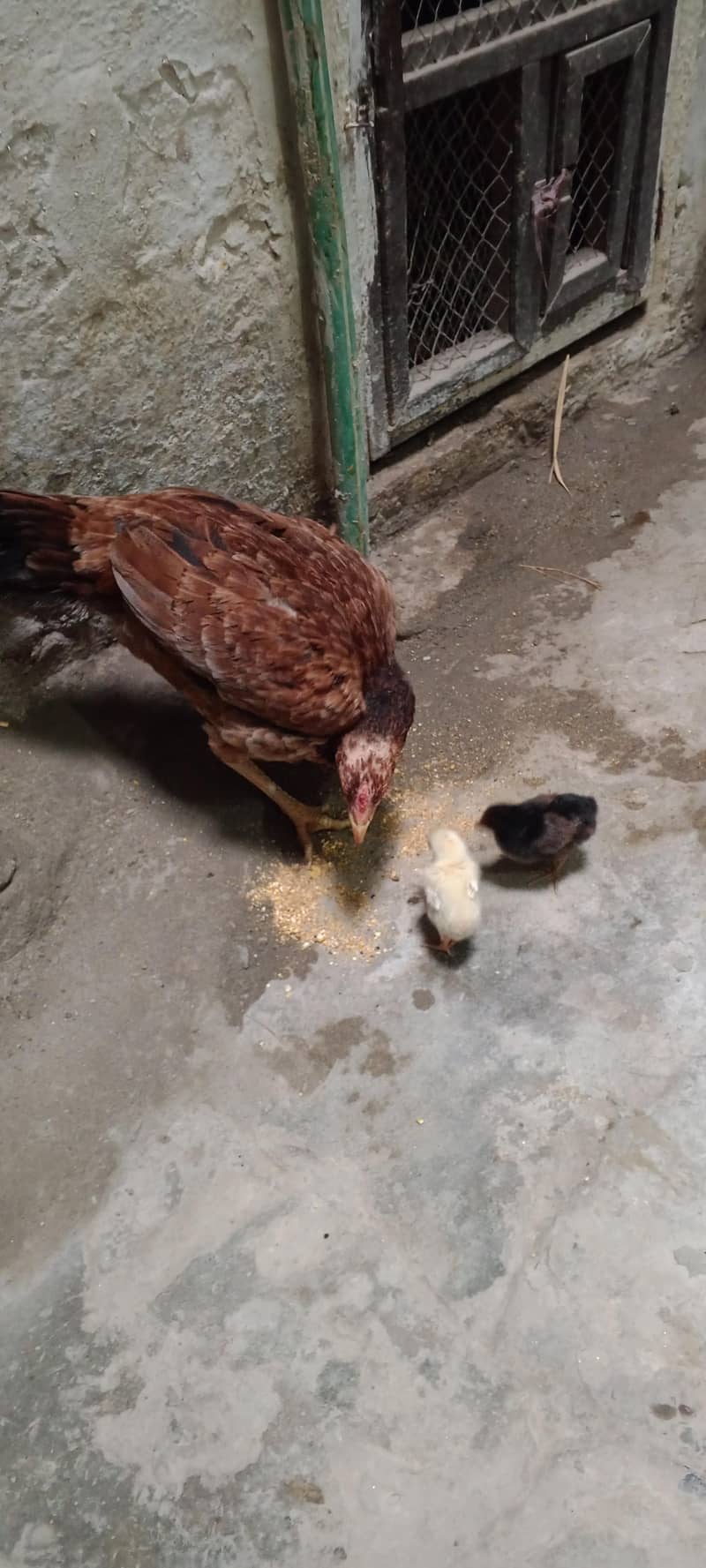 one hen two chicks 0