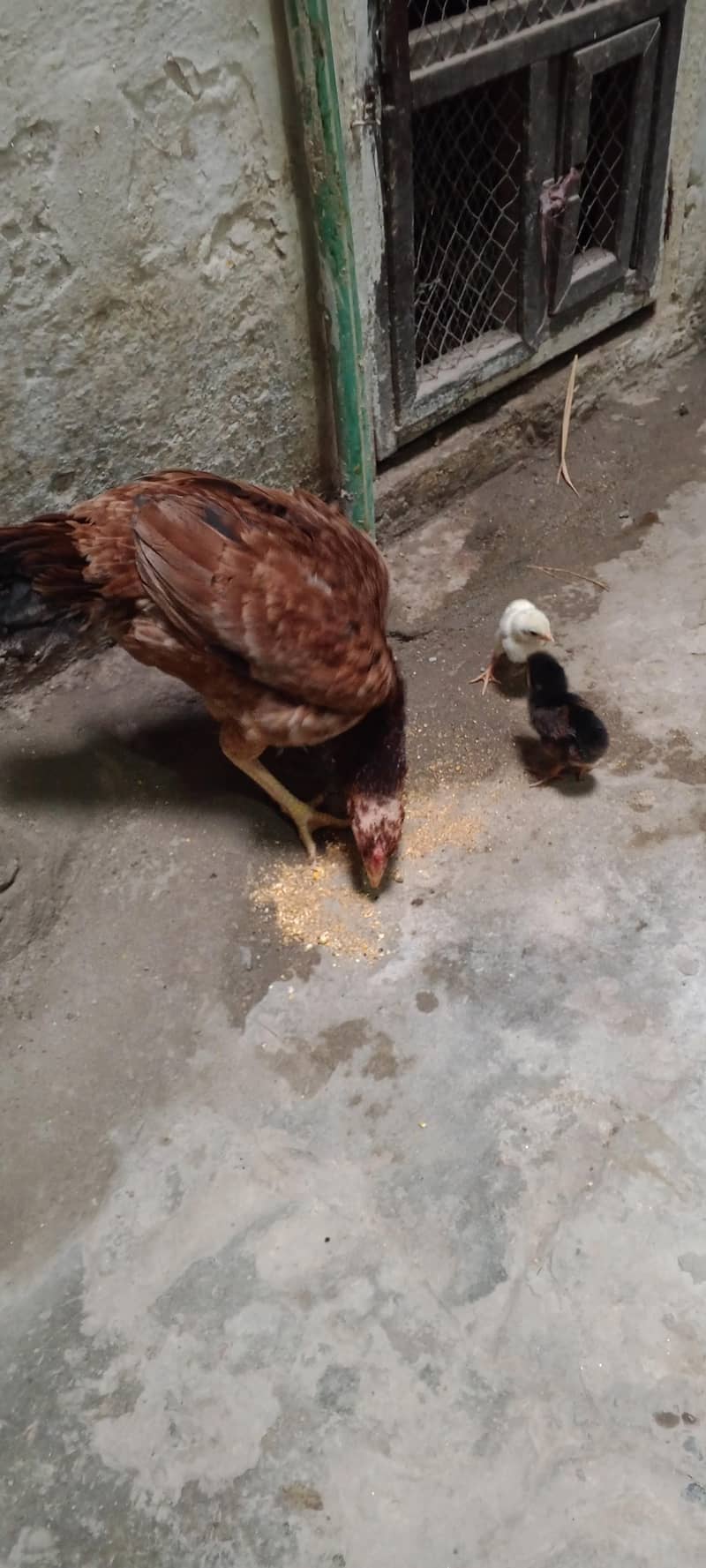 one hen two chicks 1