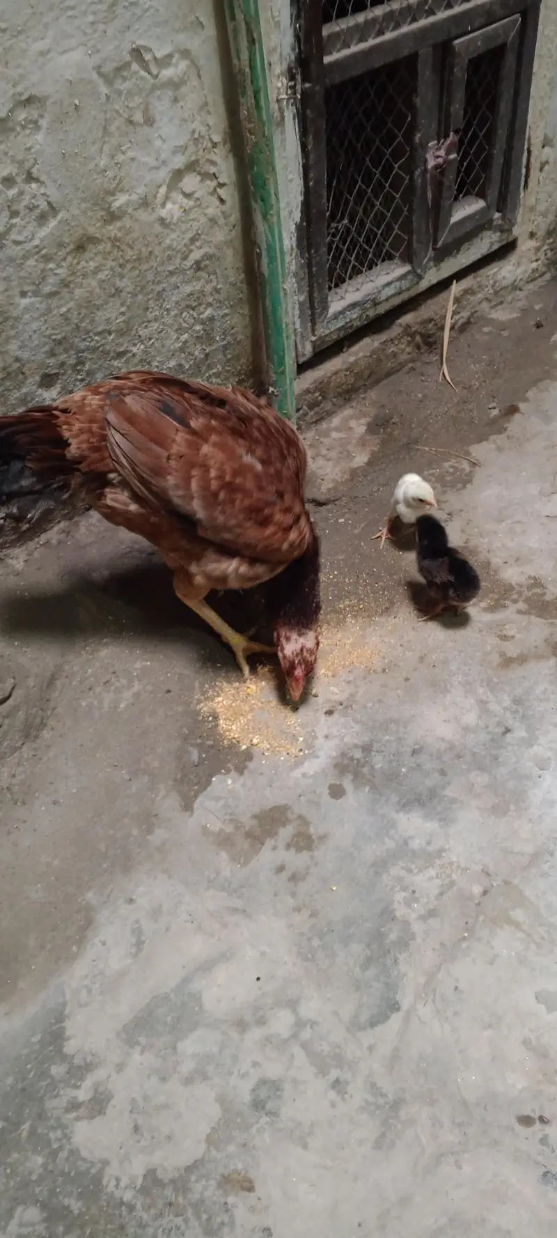 one hen two chicks — photo 2