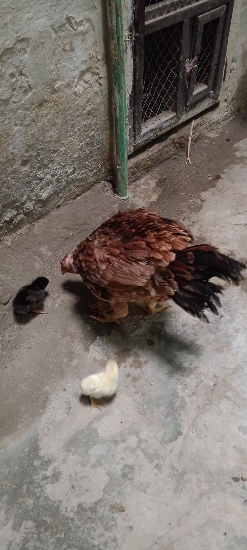 one hen two chicks 2