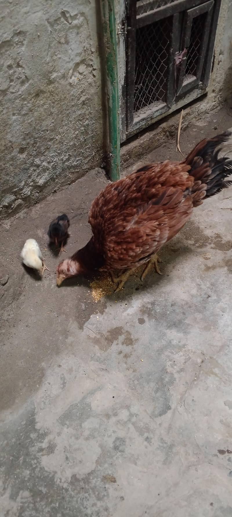 one hen two chicks 3