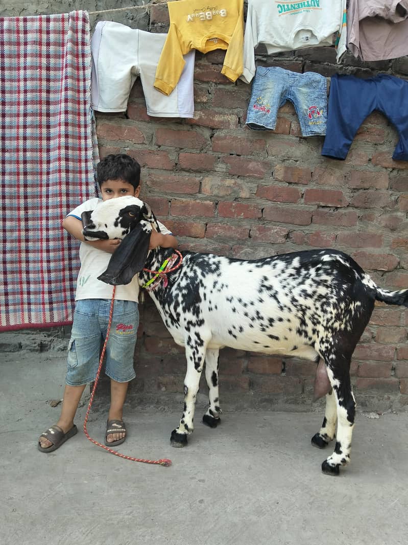 Desi bakri 0