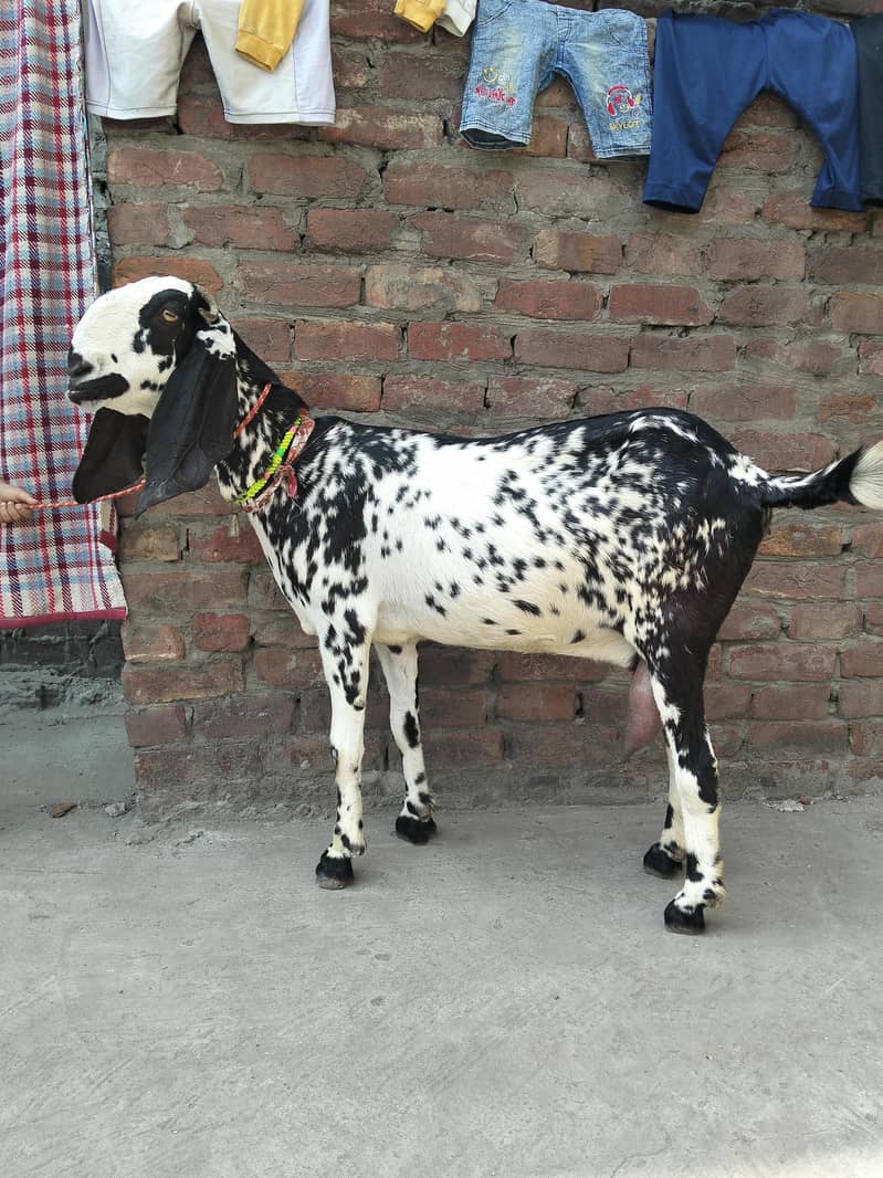 Desi bakri 1