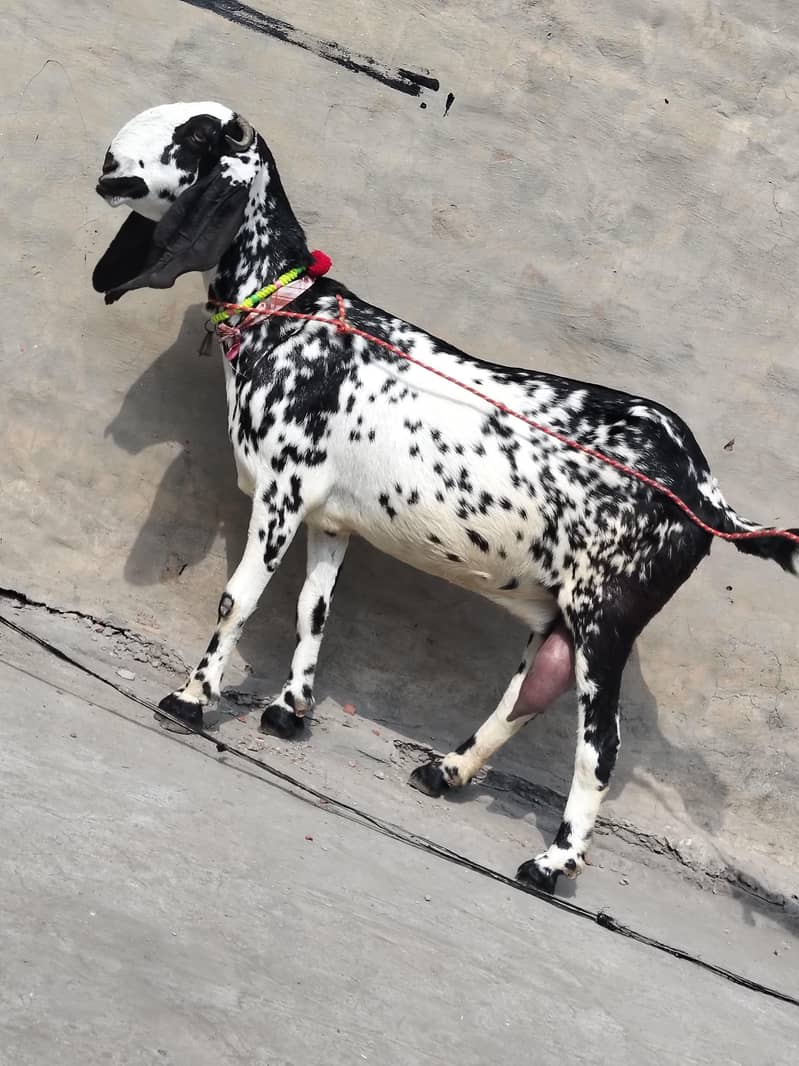Desi bakri 2