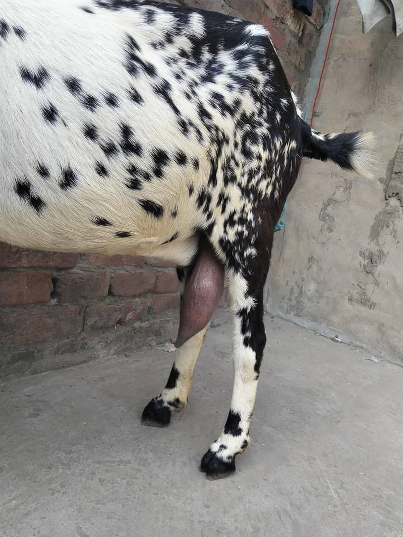 Desi bakri 3