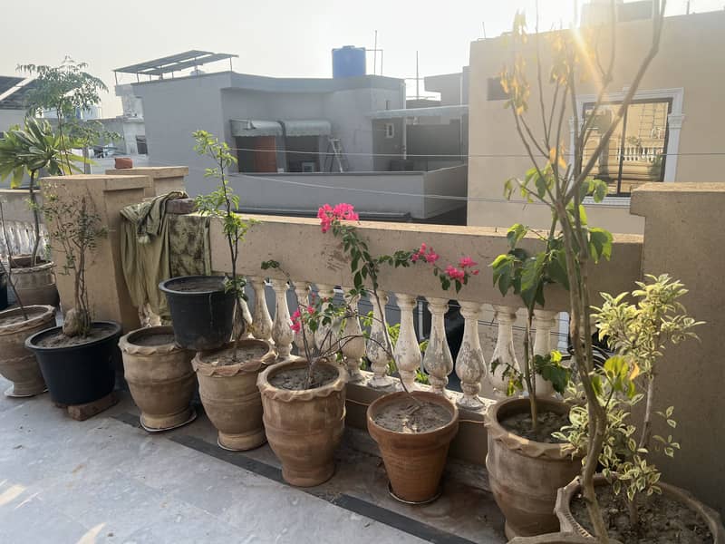 Plants with pots 1