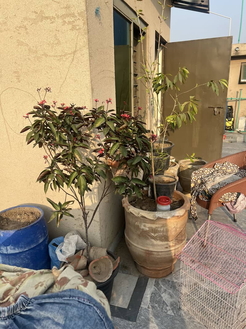 Plants with pots 2
