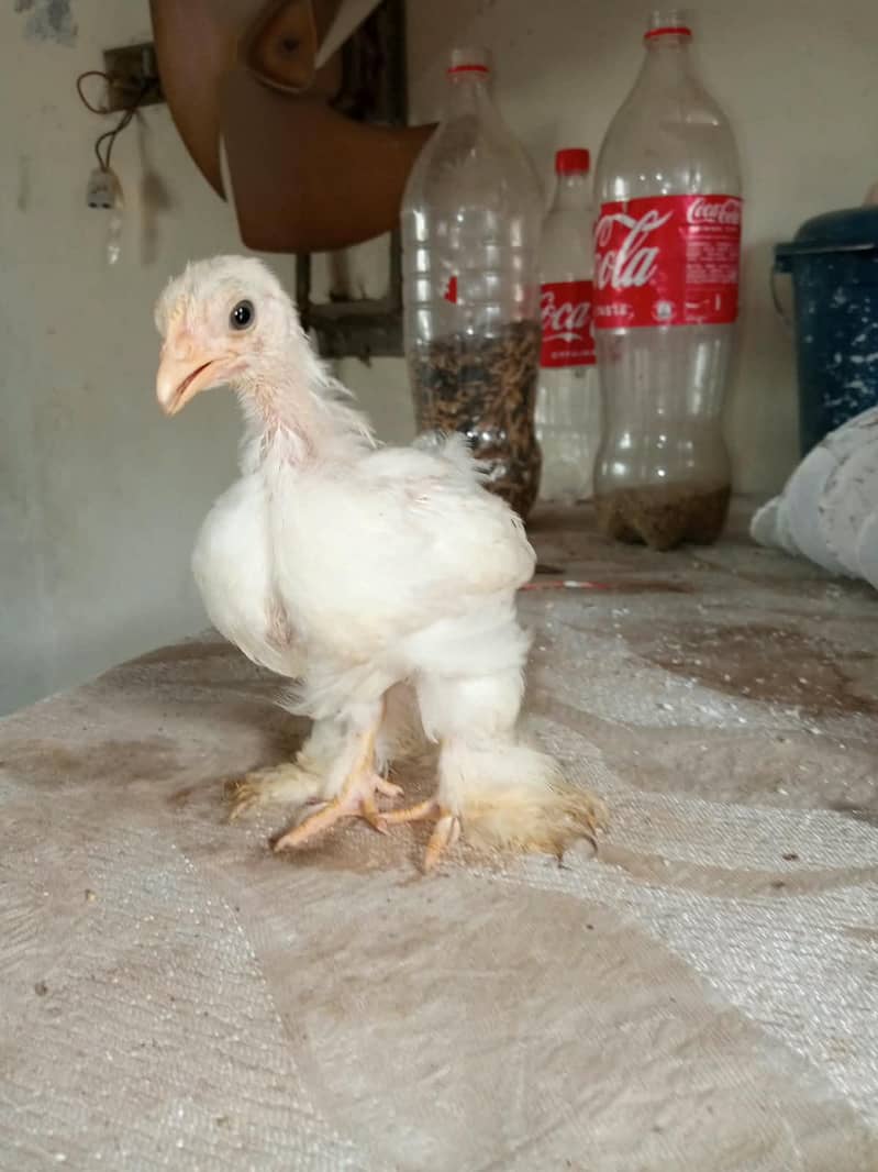 Bantam chicks 0