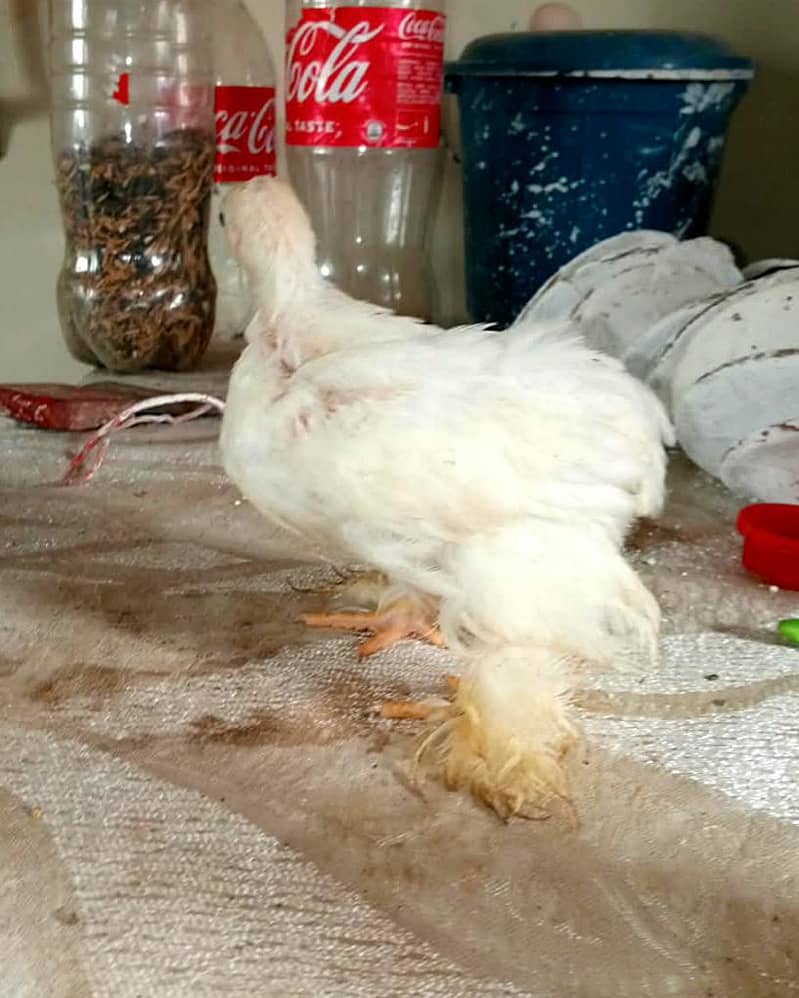 Bantam chicks 2