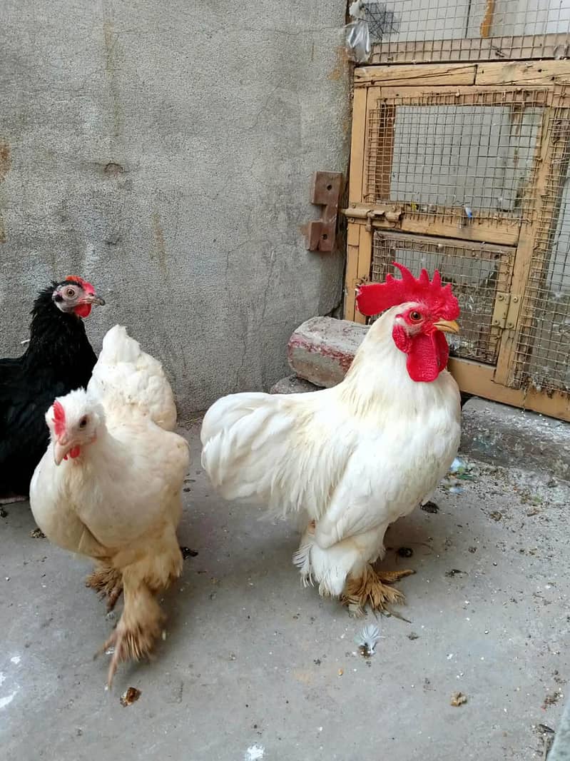 Bantam chicks 3