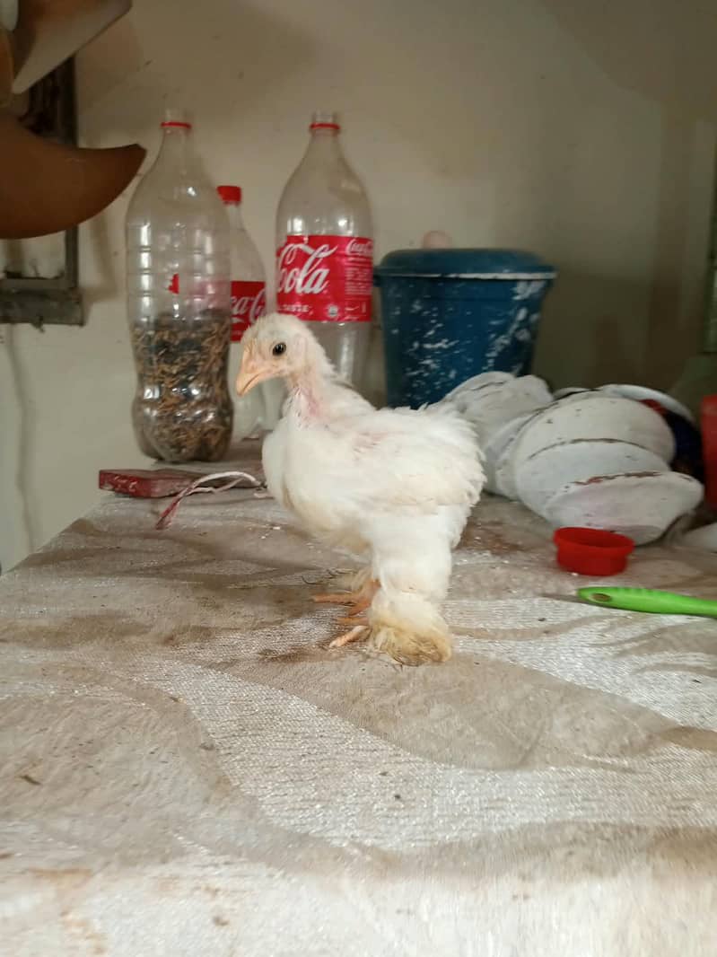 Bantam chicks 4