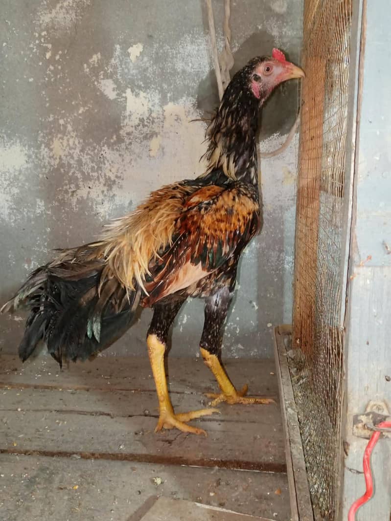 Bantam chicks 5