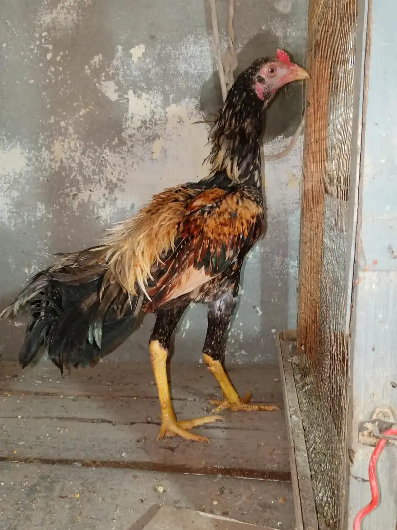 Aseel male — photo 8