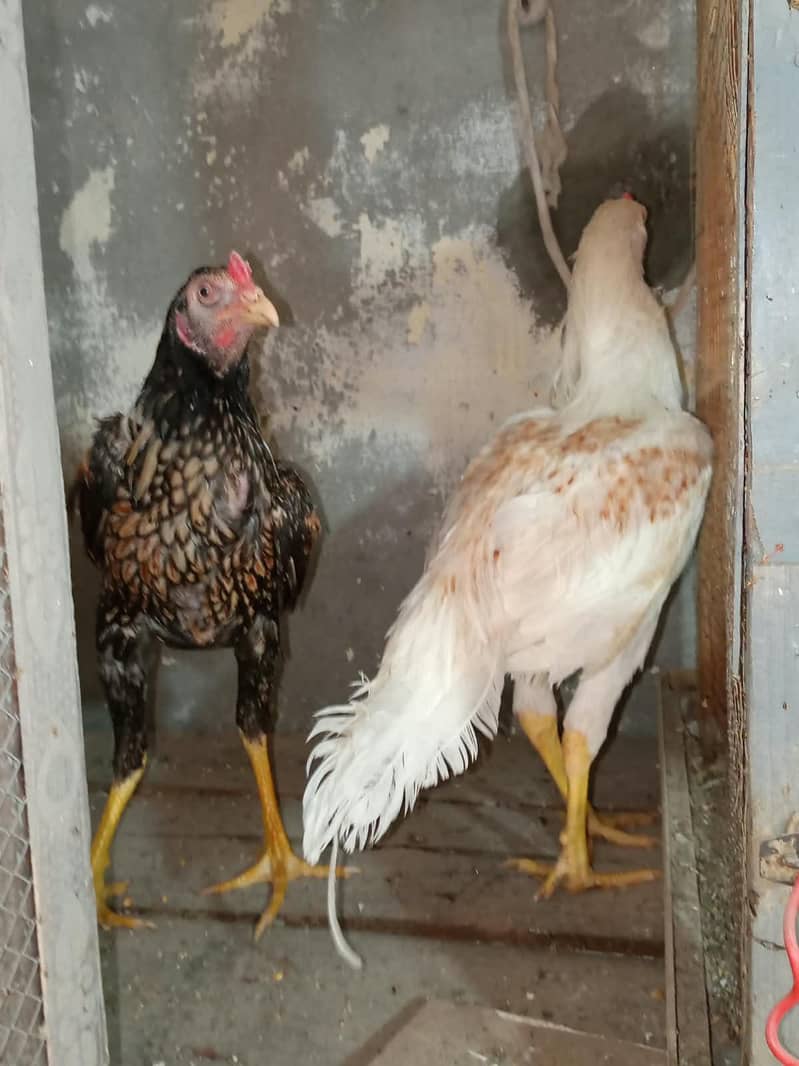Bantam chicks 6