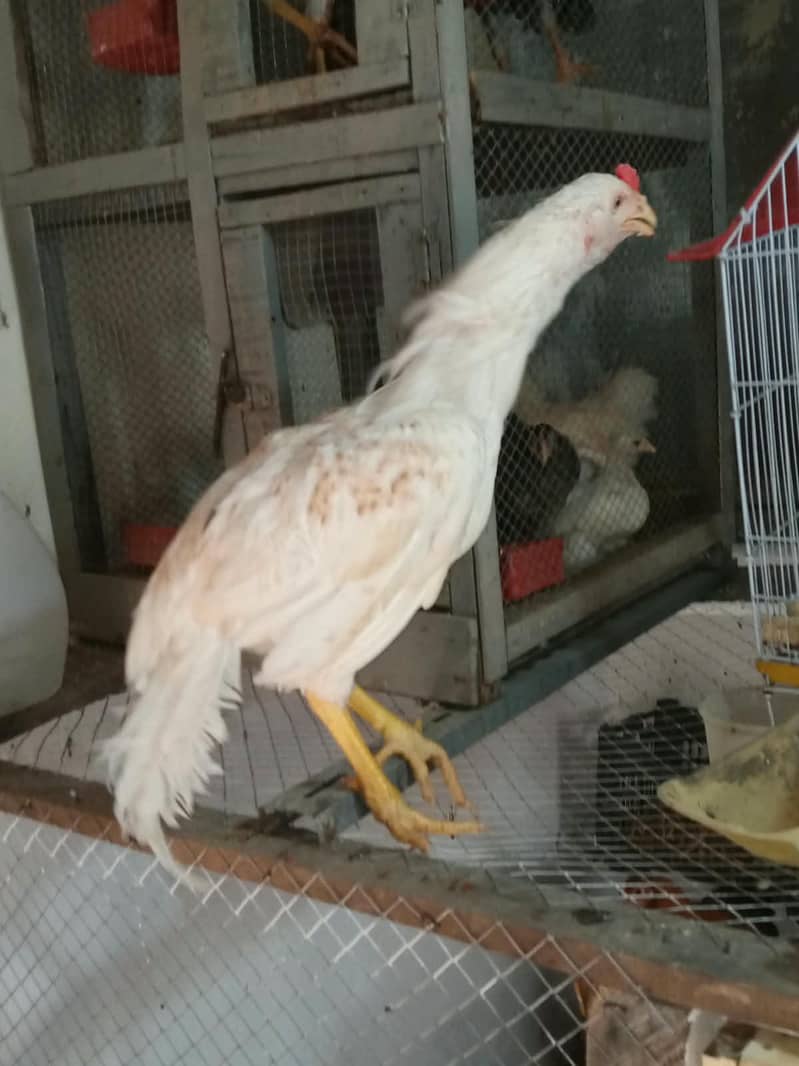 Bantam chicks 7