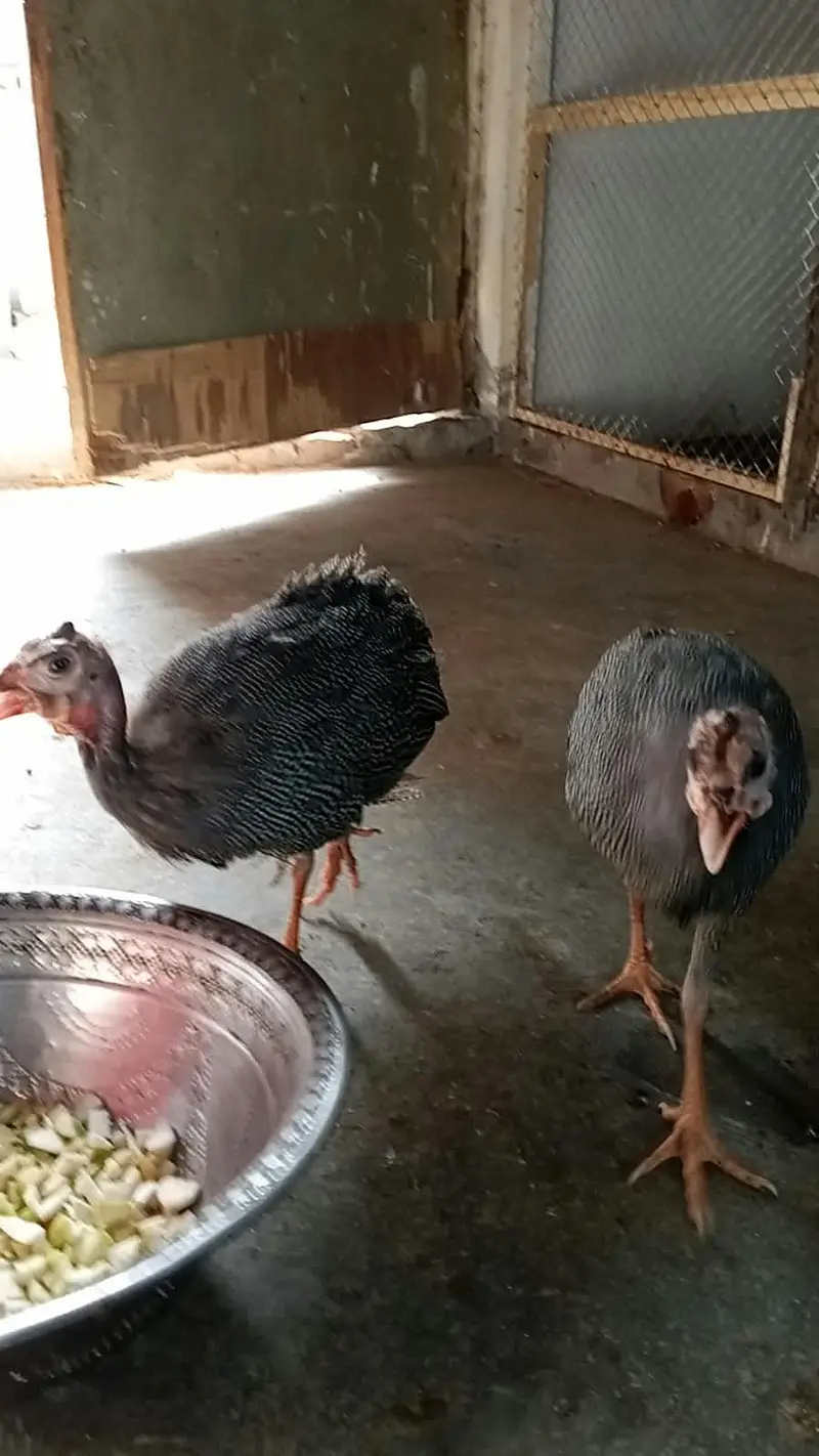 Aseel male — photo 11